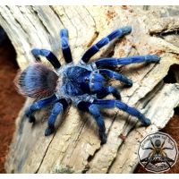 Pterinopelma sazimai/Iridescent blue 2cm body size (DC) [F]